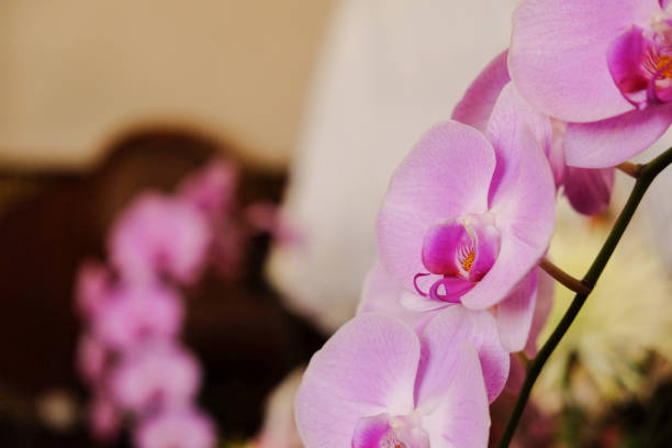 istock Closeup of beautiful orchid. 1067708260