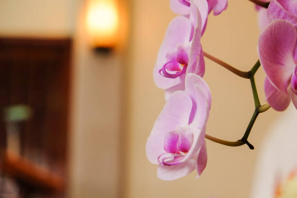 istock Closeup of beautiful orchid. 1067708308