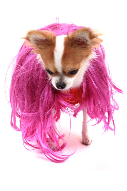 istock small chihuahua in the different clothes isolated 1067708316