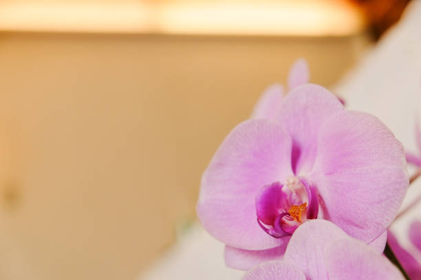 istock Closeup of beautiful orchid. 1067708328