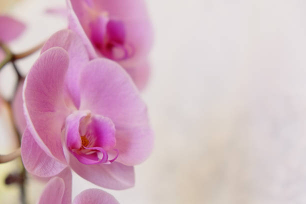 istock Closeup of beautiful orchid. 1067708334