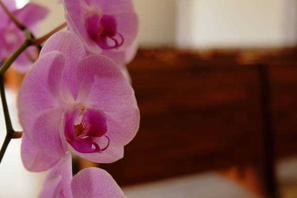 istock Closeup of beautiful orchid. 1067710036