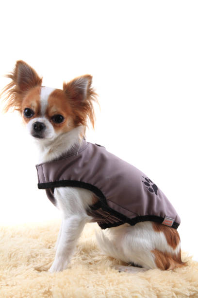 istock chihuahua in warm clothes 1067710158