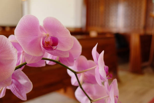 istock Closeup of beautiful orchid. 1067710238
