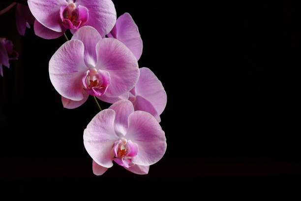 istock Closeup of beautiful orchid. 1067711002