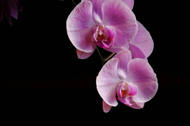 istock Closeup of beautiful orchid. 1067711016