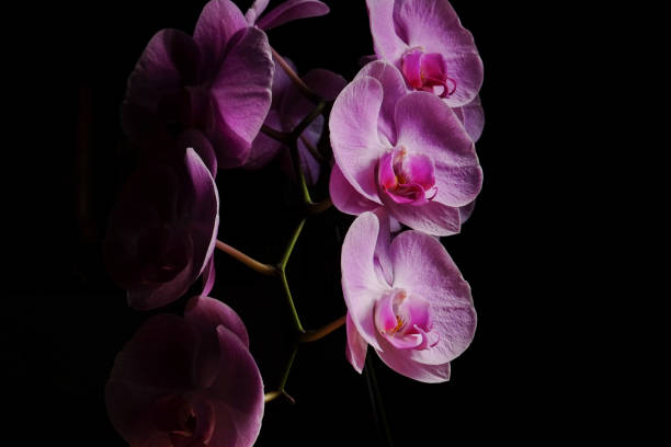 istock Closeup of beautiful orchid. 1067711188