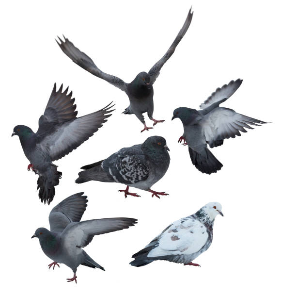 istock six doves collection isolated on white 1067716516