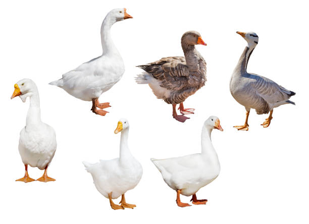istock set of six geese isolated on white 1067716834