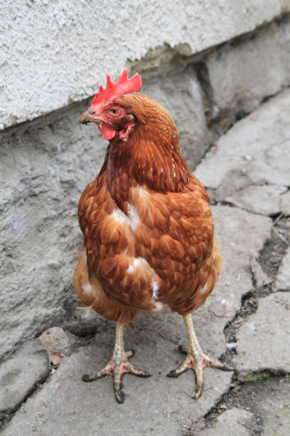 istock hen in the home farm 1067720252