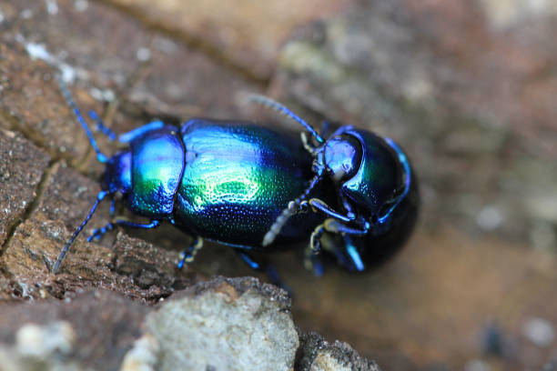 istock beetle bug chafers are having sex 1067720554