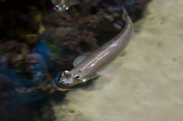 istock Brazilian four-eyed fish. 1067723912
