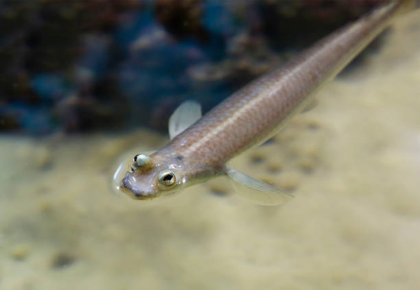 Four-eyed fish is an extremely curious representative of tropical fish due to the special structure of the eyes, in fact there are only two, like the rest of the animals, but each of them is divided into two zones, which allows you to simultaneously look up and down, under water and over water. Inhabits the rivers of Central and South America. It feeds on small insects and crustaceans.