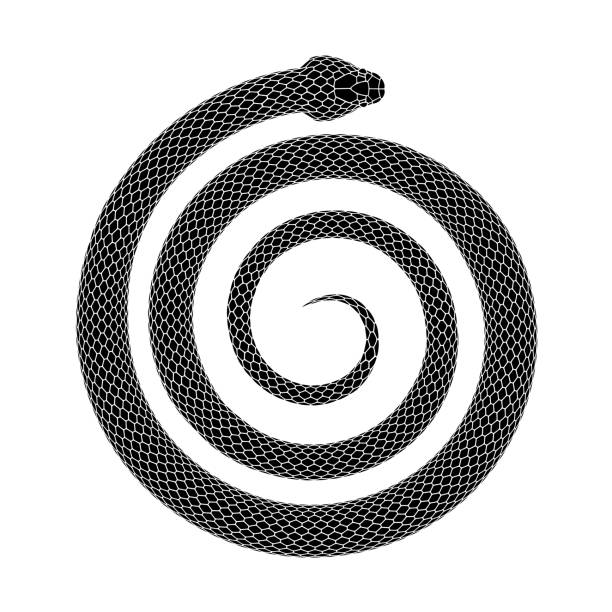 illustrazioni stock, clip art, cartoni animati e icone di tendenza di design vettoriale del tatuaggio di snake arrotolato a forma di spirale. - snake white curled up animal