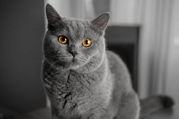 gato com o proprietário na cozinha, o gato pede para comer, gato faminto, close-up de mão de um prato de comida, lindo gato britânico - animal feline domestic cat animal hair - fotografias e filmes do acervo