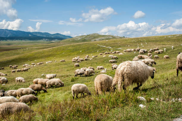 istock Flock of sheep grazing 1067729830