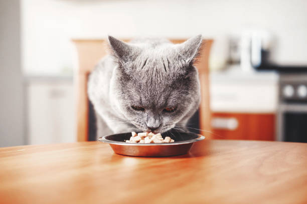 istock cat eats food from a bowl at the table, beautiful British gray cat, 1067731046