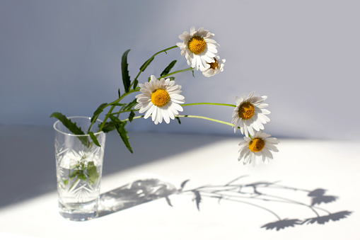 Camomiles flowers in crystal vase with water on white table in sunlight with shadow on white background