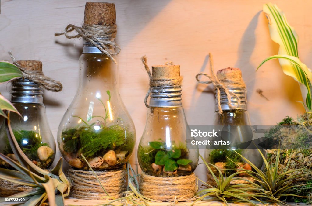 Little light bulb terrariums. Terrarium Stock Photo