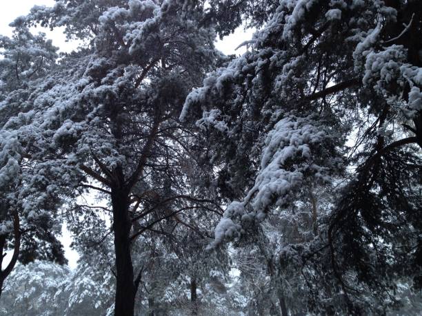 wild siberia. winter. - adhering imagens e fotografias de stock