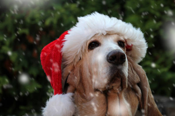 istock Dog in Santa's cap, in snow 1067733502