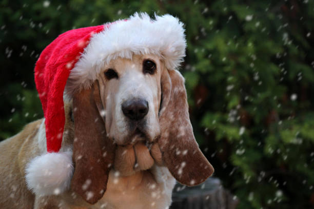 istock Dog santa hat in snow II. 1067733532