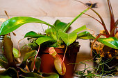 nepenthes-auch-bekannt-als-tropischen-kannen-pflanzen.jpg?b=1&s=170x170&k=20&c=qrsESAZXOuX0vJzrQR-PI9ng_VFe6s_mHPtNL5VBrGY=