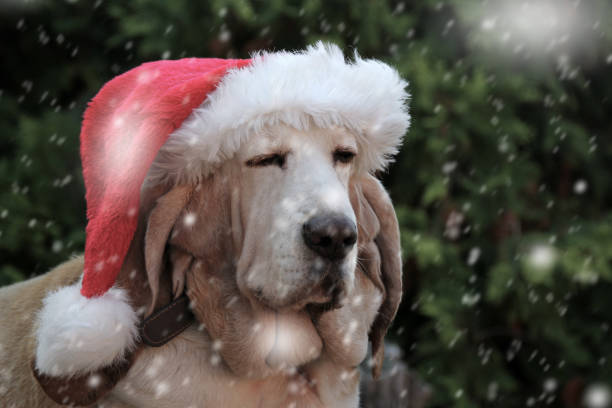 istock Dog santa hat in snow 1067733548
