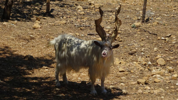 istock White goat with twisted horns in Sicily 1067733572