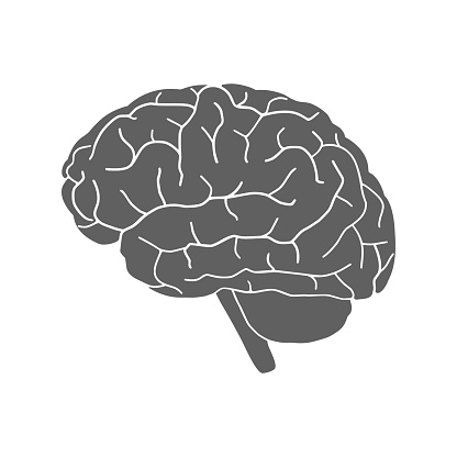 Icon human organ brain. Sign human brain. Isolated gray symbol brain on white background. Stock vector illustration
