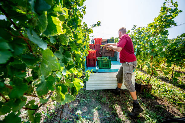 istock Farmer Loading Full Crates of Harvested Grapes on Tractor Trailer 1067734082