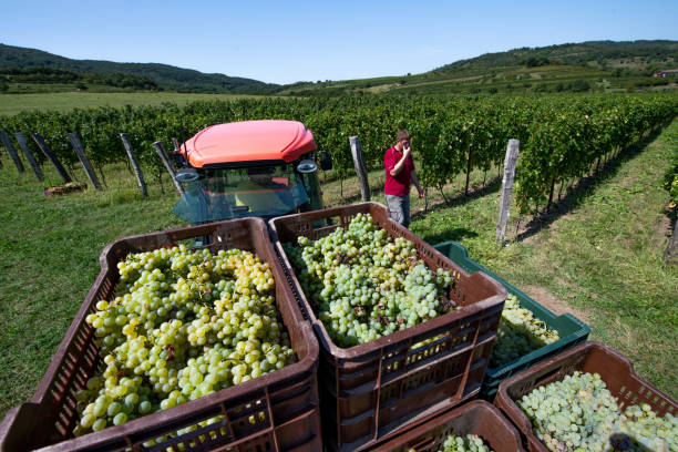 istock Crates Full of Harvested Grapes on Trailer 1067734094