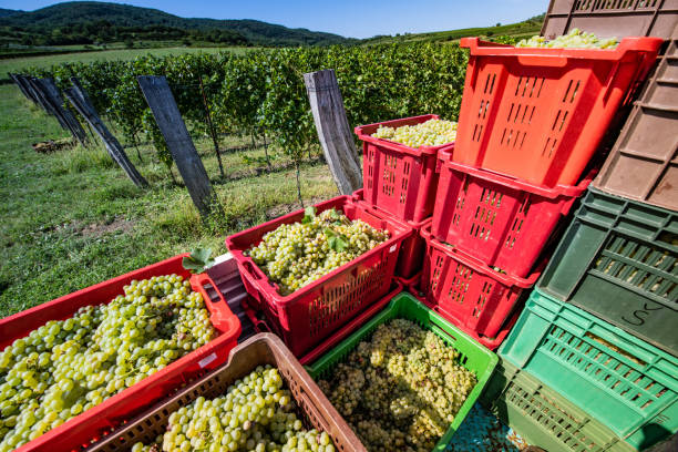 istock Crates Full of Harvested Grapes on Trailer 1067734098