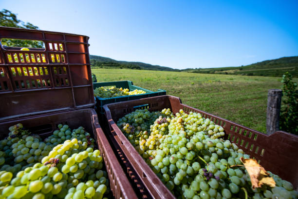 istock Crates Full of Harvested Grapes on Trailer 1067734100