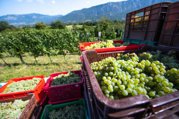 istock Crates Full of Harvested Grapes on Trailer 1067734104