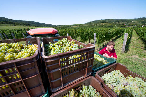Crates Full of Harvested Grapes on Trailer