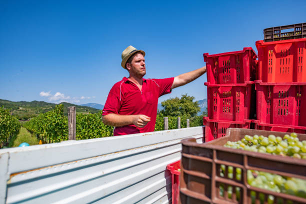 Farmer Loading Full Crates of Harvested Grape on Tractor Trailer