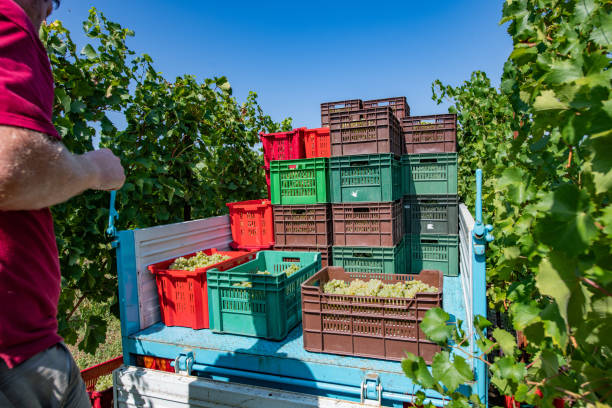Farmer Loading Full Crates of Harvested Grapes on Tractor Trailer