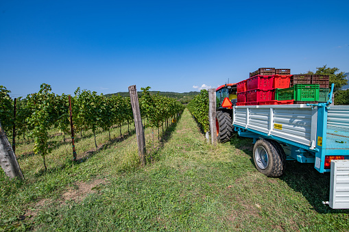 Tractor With Trailer Driving Into Vineyard to Pick Up Full Crates of Grape.