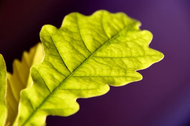 istock The texture of a young oak leaf 1067734264