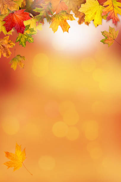 cornice foglie autunnali - beautiful outdoors vertical close up foto e immagini stock