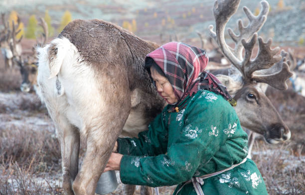 donna tsaatan che mungere una renna nel nord della mongolia - cothing foto e immagini stock