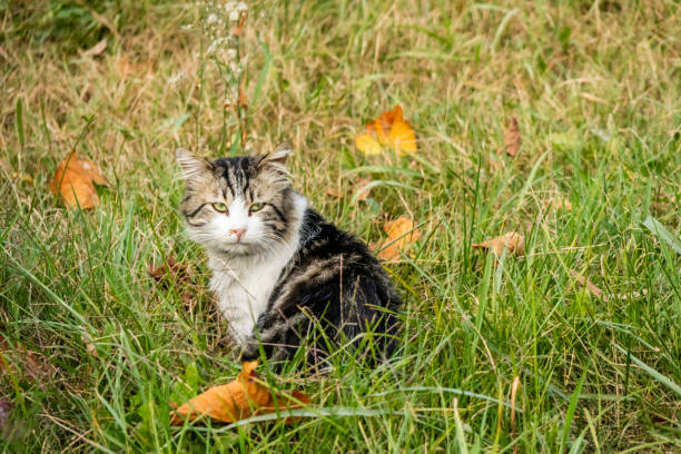 istock close up cute friends cats in nature 1067738334