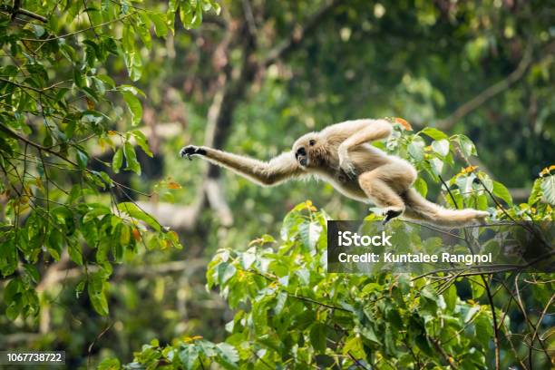Gibón De Manos Blancas Saltando En El Bosque Foto de stock y más banco de imágenes de Gibón - Gibón, Simio, Mono - Primate