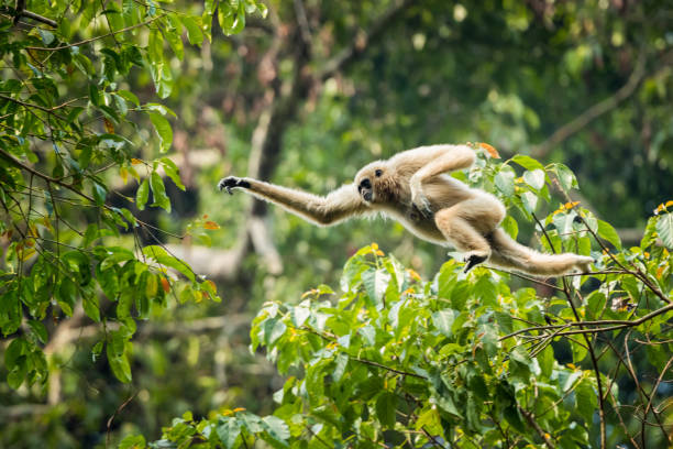White-handed gibbon jumping in the forest stock photo