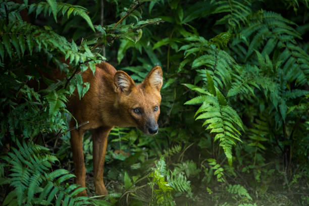 Dhole, Asian Wild Dog in the nature stock photo