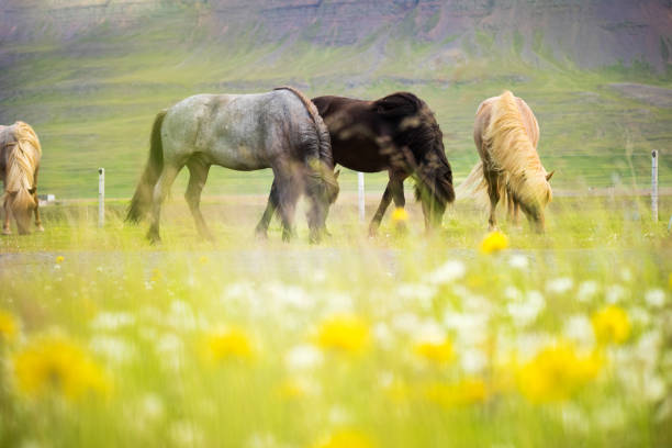 Beautiful of Icelandic horse in Iceland, Summertime stock photo