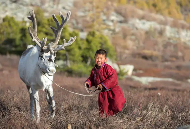 Photo of tsaatan boy, dressed in a traditional deel, with a reindeer
