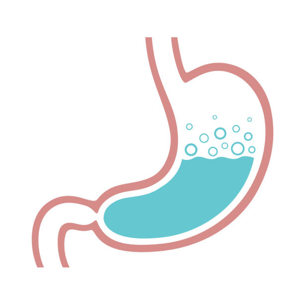 kolor żołądka - alimentary stock illustrations