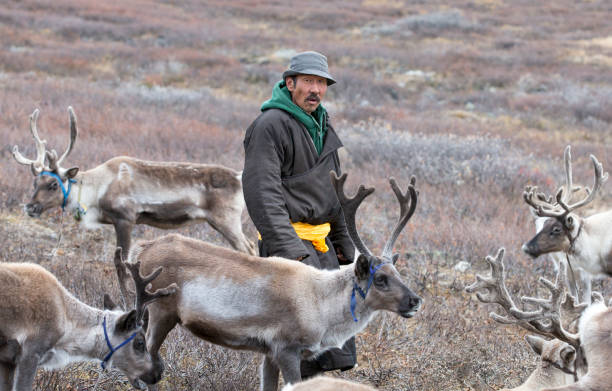 istock tsaatan man, dressed in a traditional deel (traditional mongolian coat) with his reindeer 1067741192